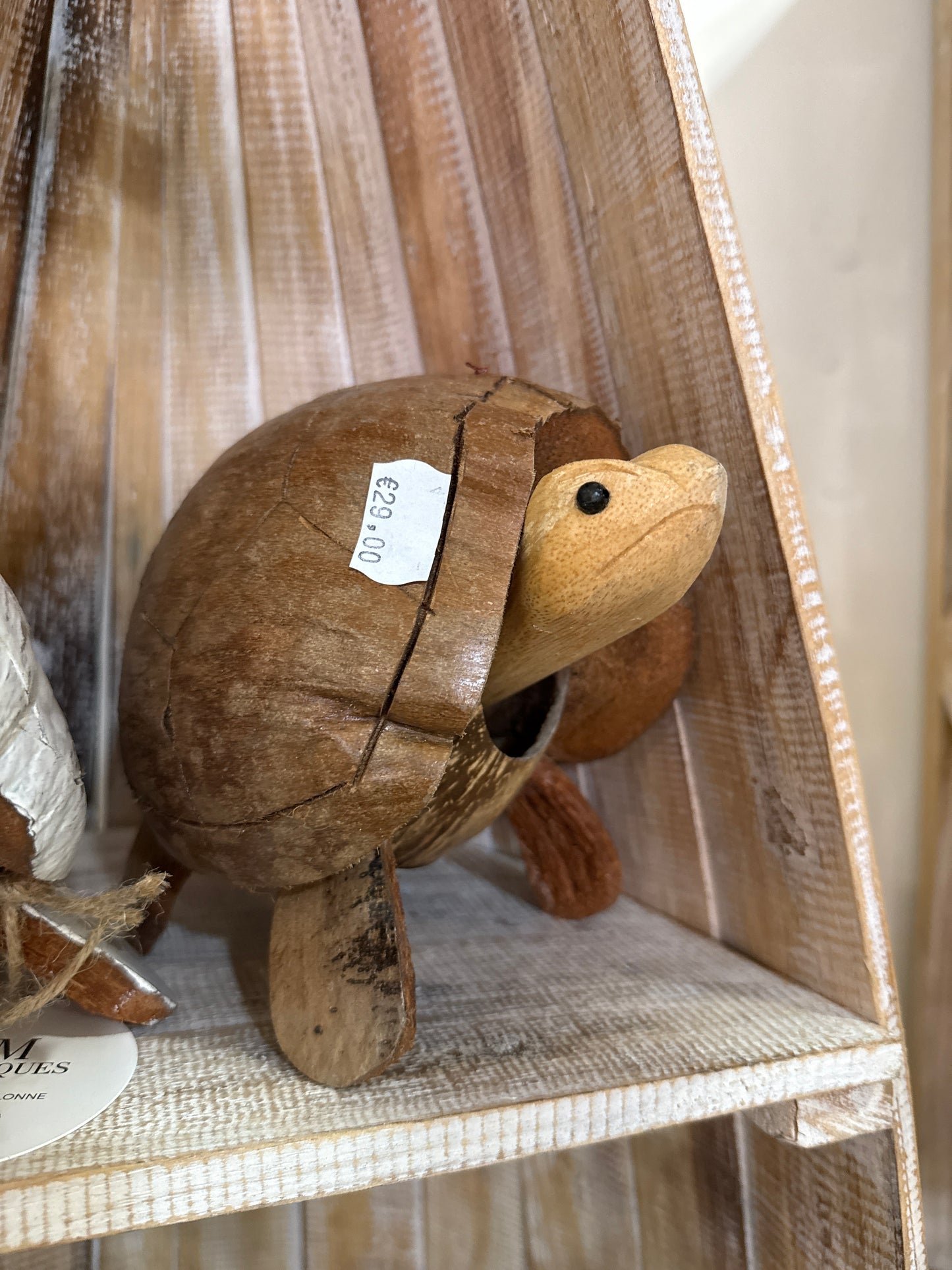 Petite tortue coco Naturelle