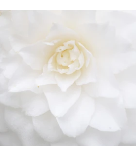 Bouquet parfumé 100 mL Camélia Blanc