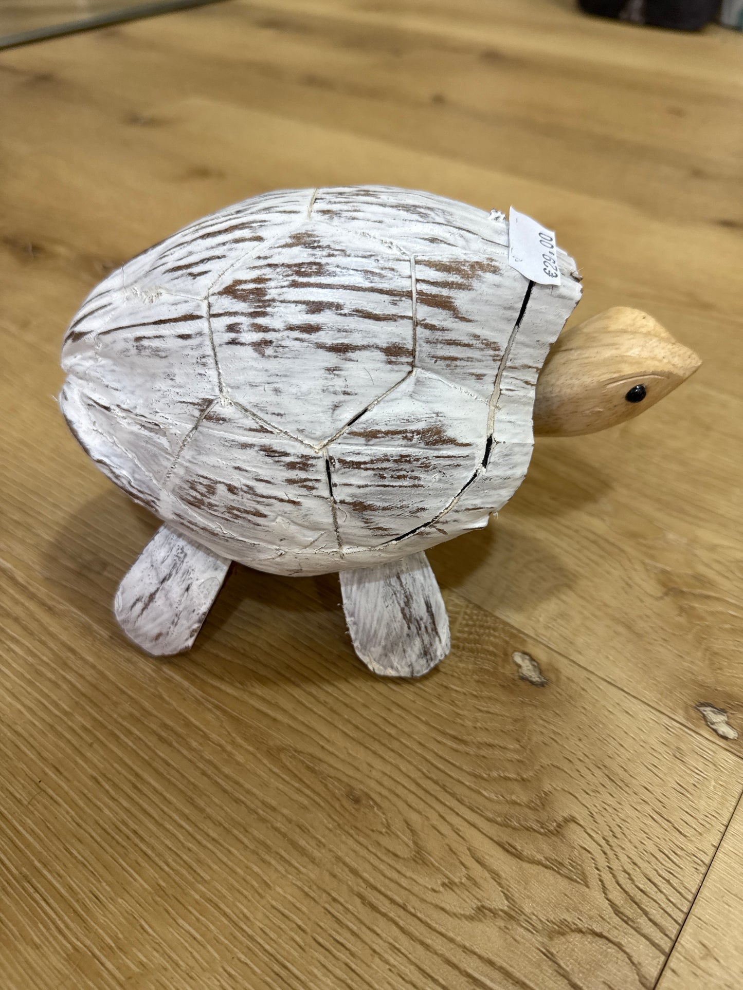 Petite tortue coco blanchie